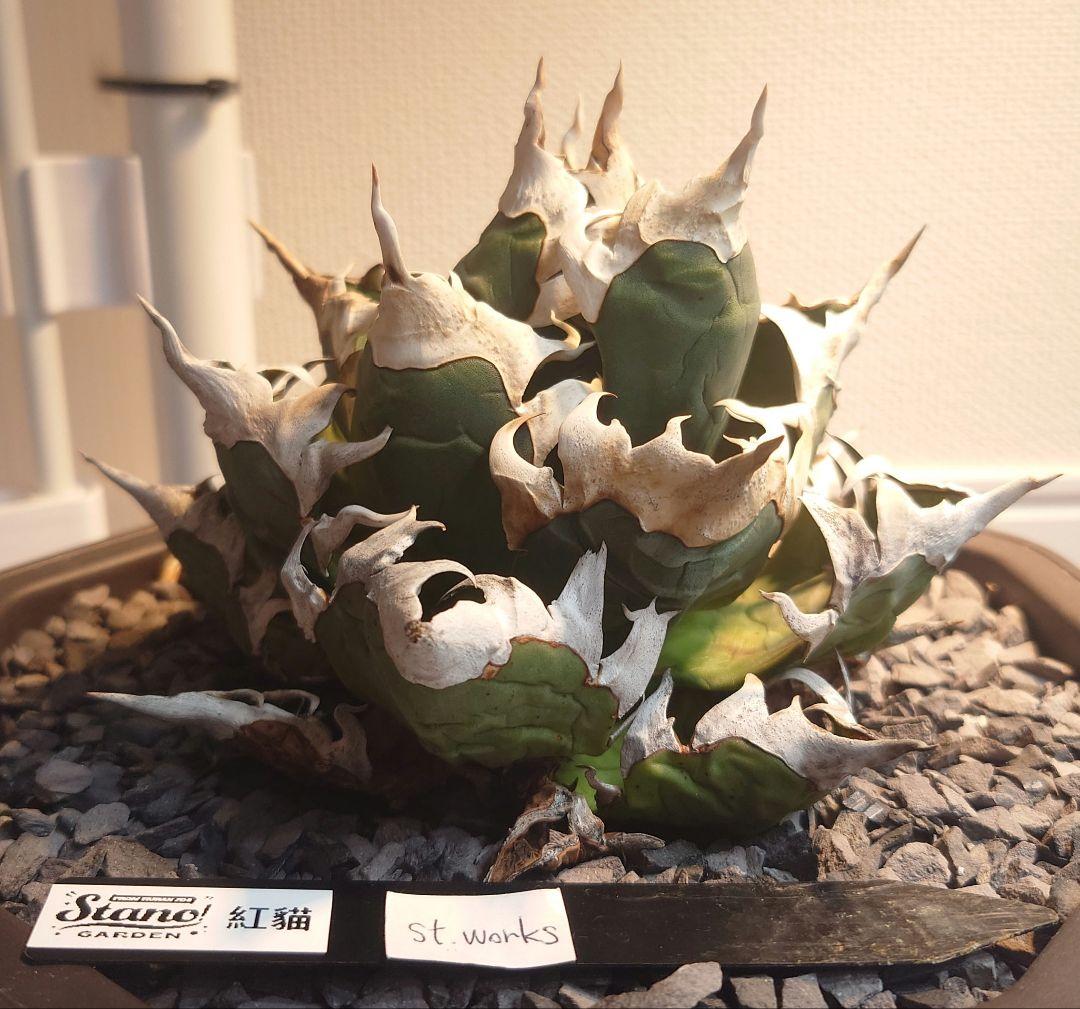 Agave titanota【紅猫】親株販売