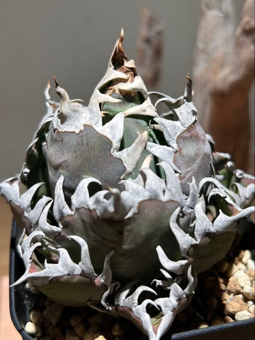 アガベ　赤猫　ゴリ猫　B