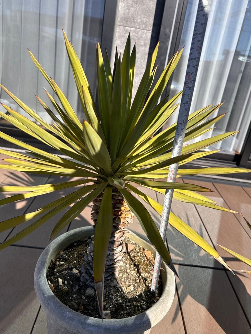 アツバキミガヨラン　ユッカグロリオサ　植物　観葉植物