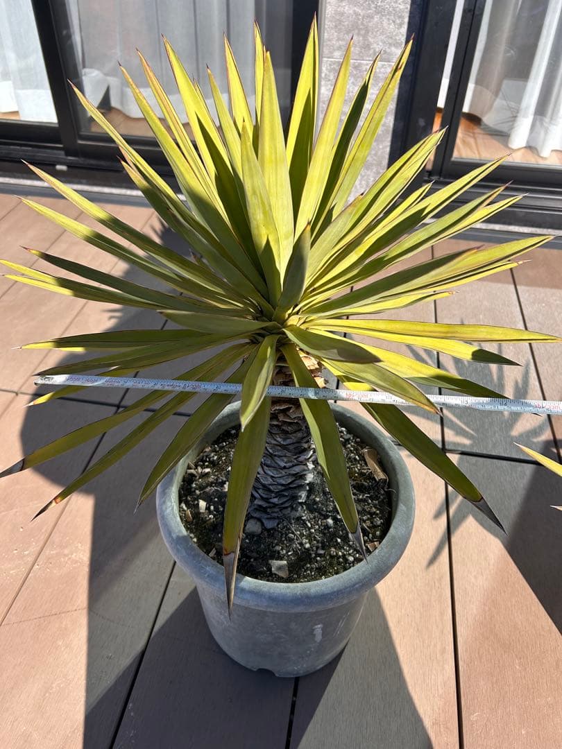 アツバキミガヨラン　ユッカグロリオサ　植物　観葉植物
