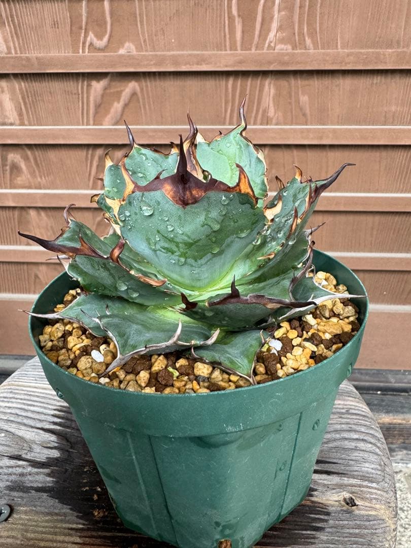 アガベ Agave titanota Hades 134