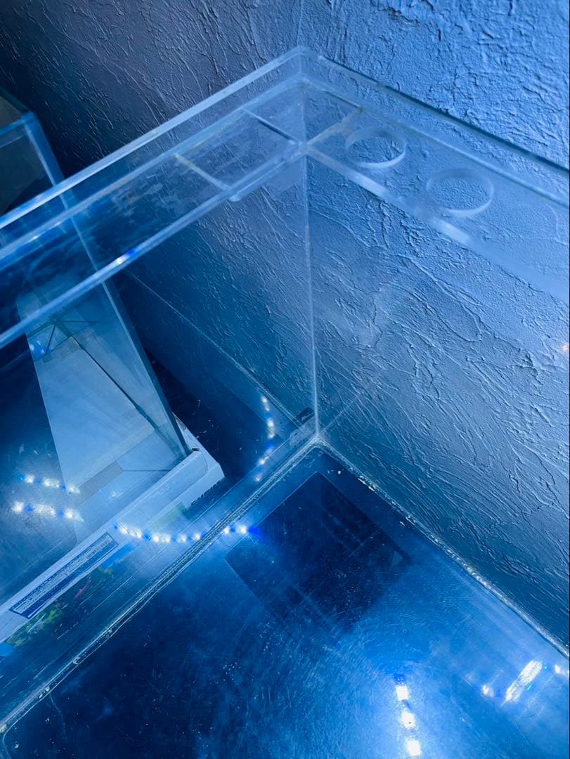 コイ　120cm マーフィード　ウッドキャビ