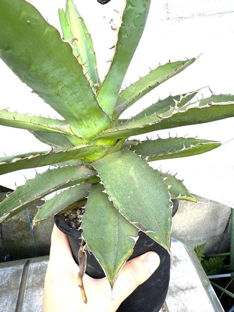 ❣️多肉植物 アガベ 子株付き 品種不明 鉢付き❣️