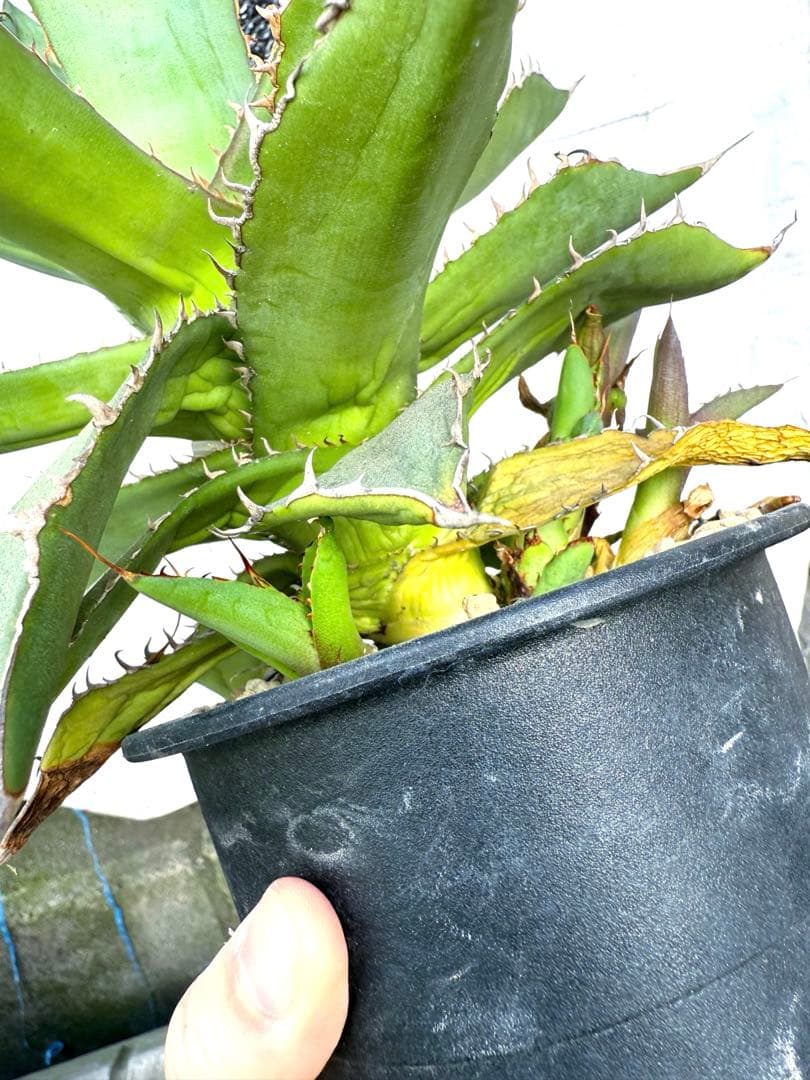 ❣️多肉植物 アガベ 子株付き 品種不明 鉢付き❣️