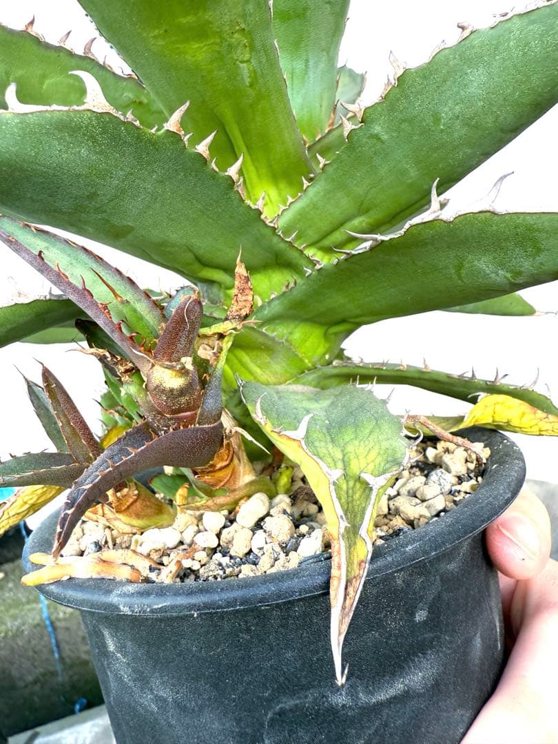 ❣️多肉植物 アガベ 子株付き 品種不明 鉢付き❣️