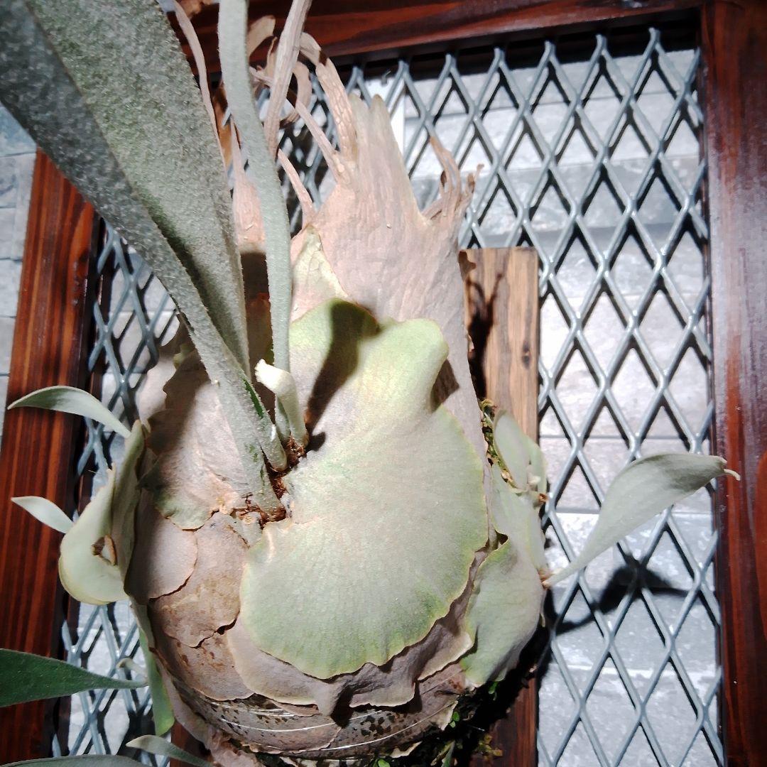 アーバンリバー　ベイチー　P.veitchii Auburn 