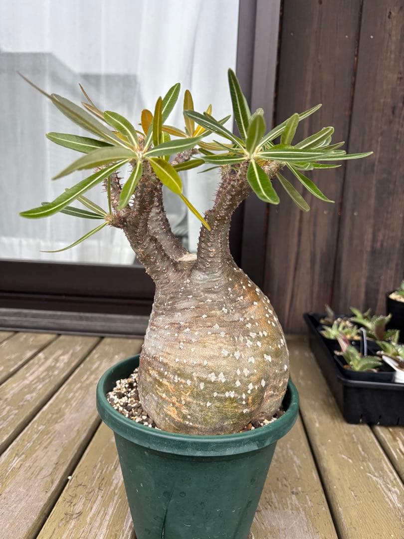 パキポディウムグラキリス　グラキリス　塊根植物　現地球　発根済み　大株　塊根