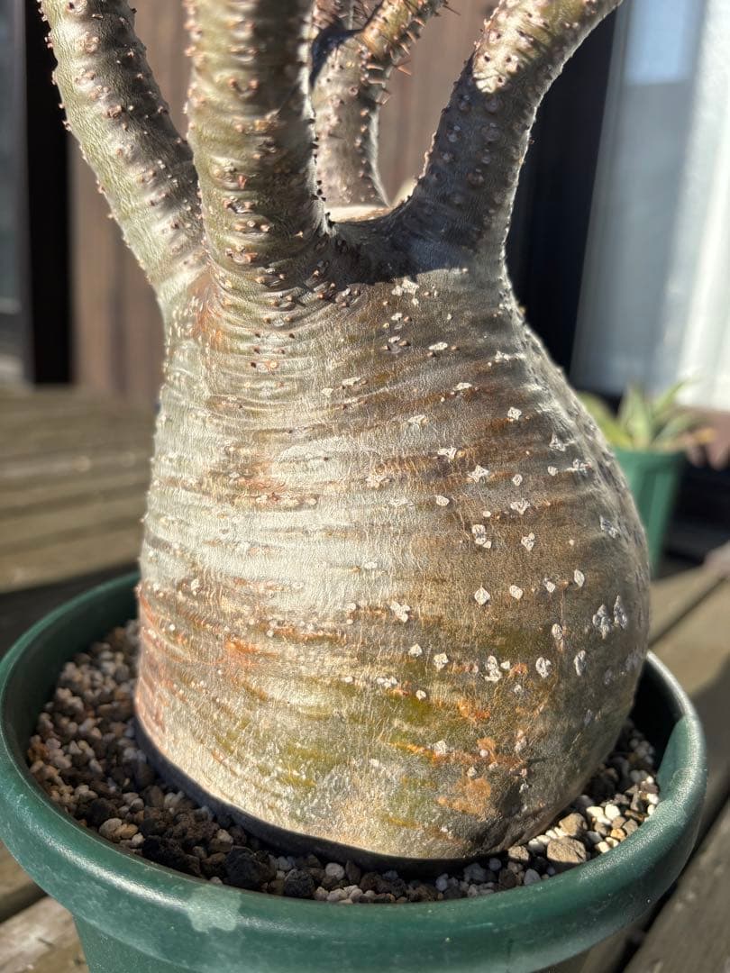 パキポディウムグラキリス　グラキリス　塊根植物　現地球　発根済み　大株　塊根