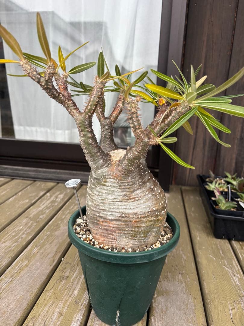 パキポディウムグラキリス　グラキリス　塊根植物　現地球　発根済み　大株　塊根