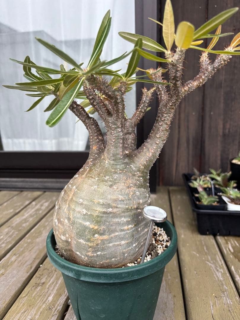 パキポディウムグラキリス　グラキリス　塊根植物　現地球　発根済み　大株　塊根