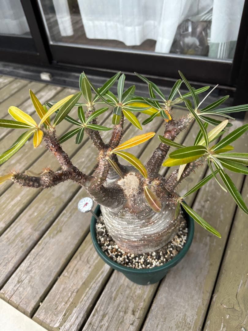 パキポディウムグラキリス　グラキリス　塊根植物　現地球　発根済み　大株　塊根