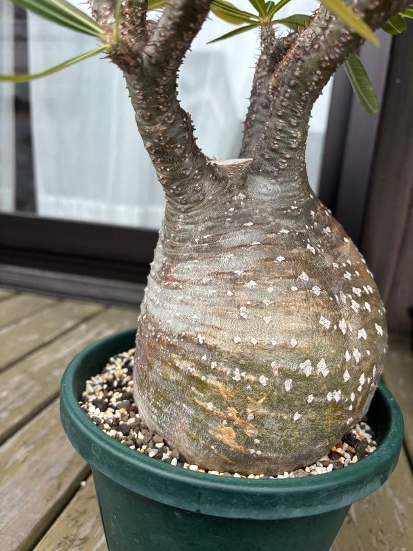 パキポディウムグラキリス　グラキリス　塊根植物　現地球　発根済み　大株　塊根