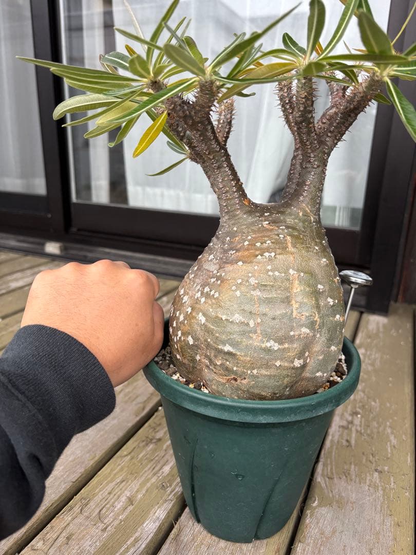 パキポディウムグラキリス　グラキリス　塊根植物　現地球　発根済み　大株　塊根