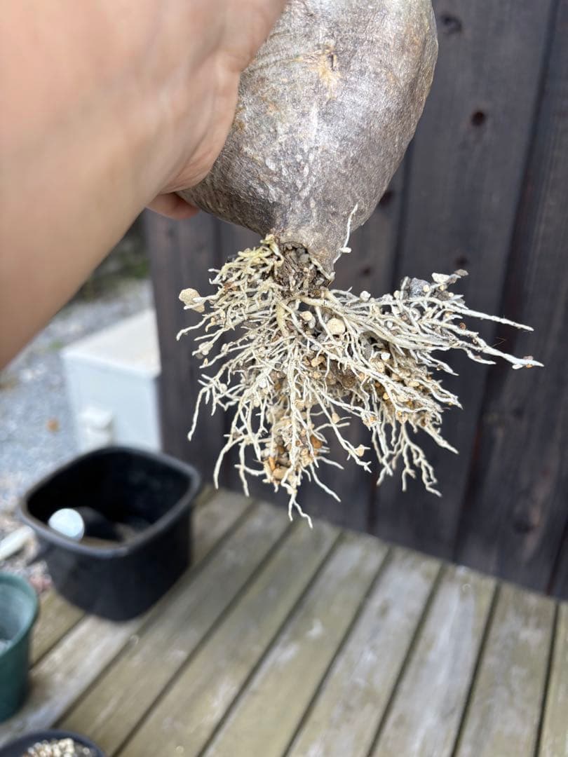 パキポディウムグラキリス　グラキリス　塊根植物　現地球　発根済み　大株　塊根