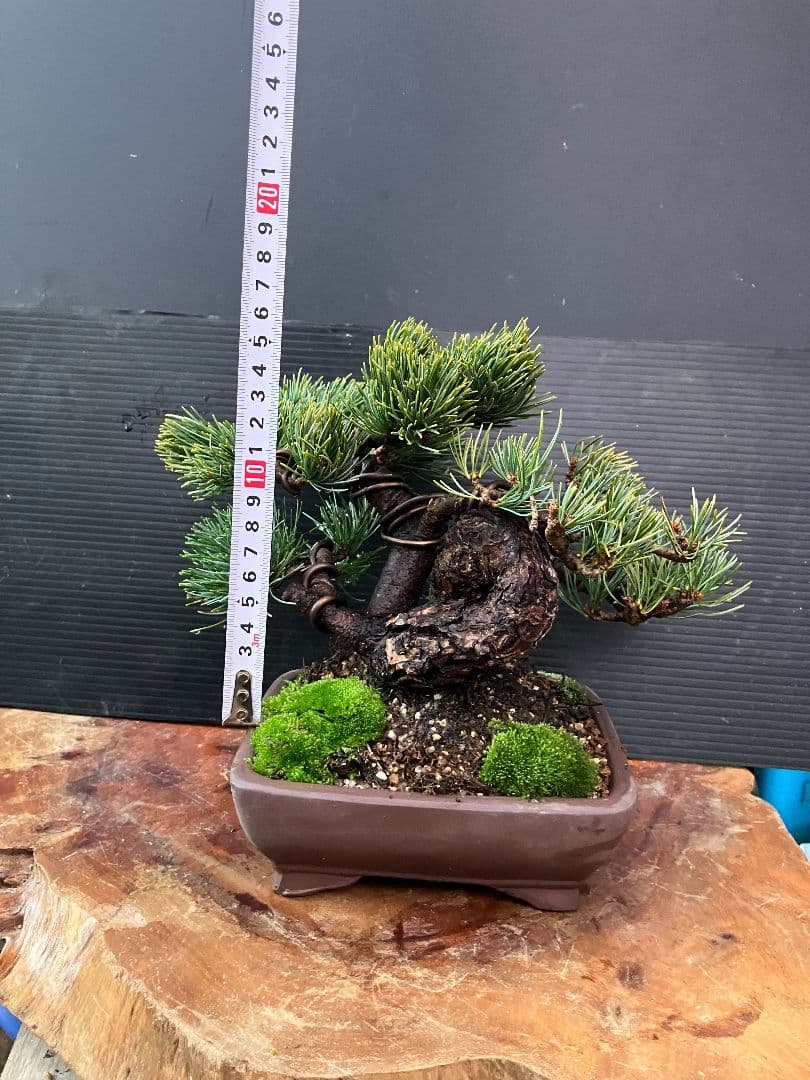 銀八房五葉松、小品盆栽、捻転曲芸！