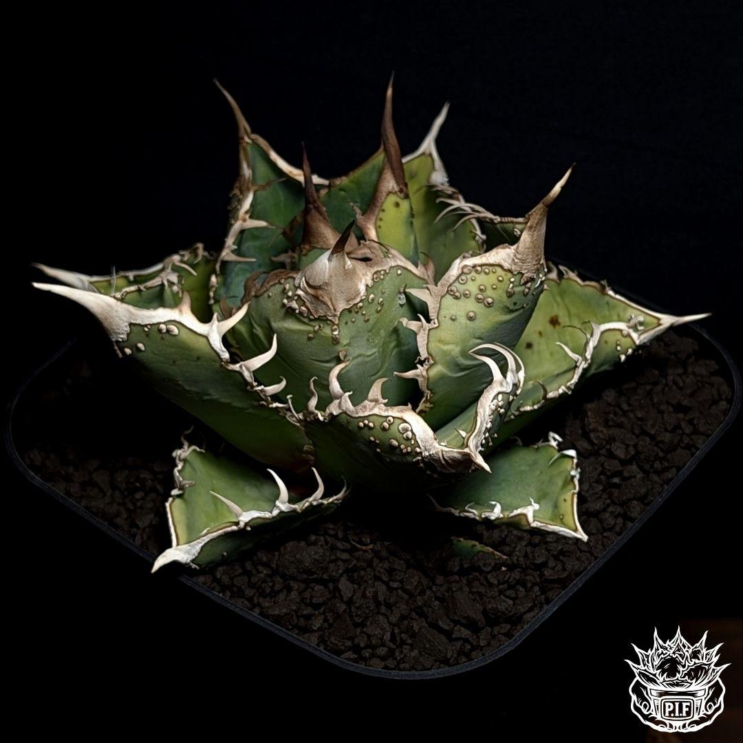 【surf.is.high株】台湾産　ブツブツ株　超良血統 チタノタ