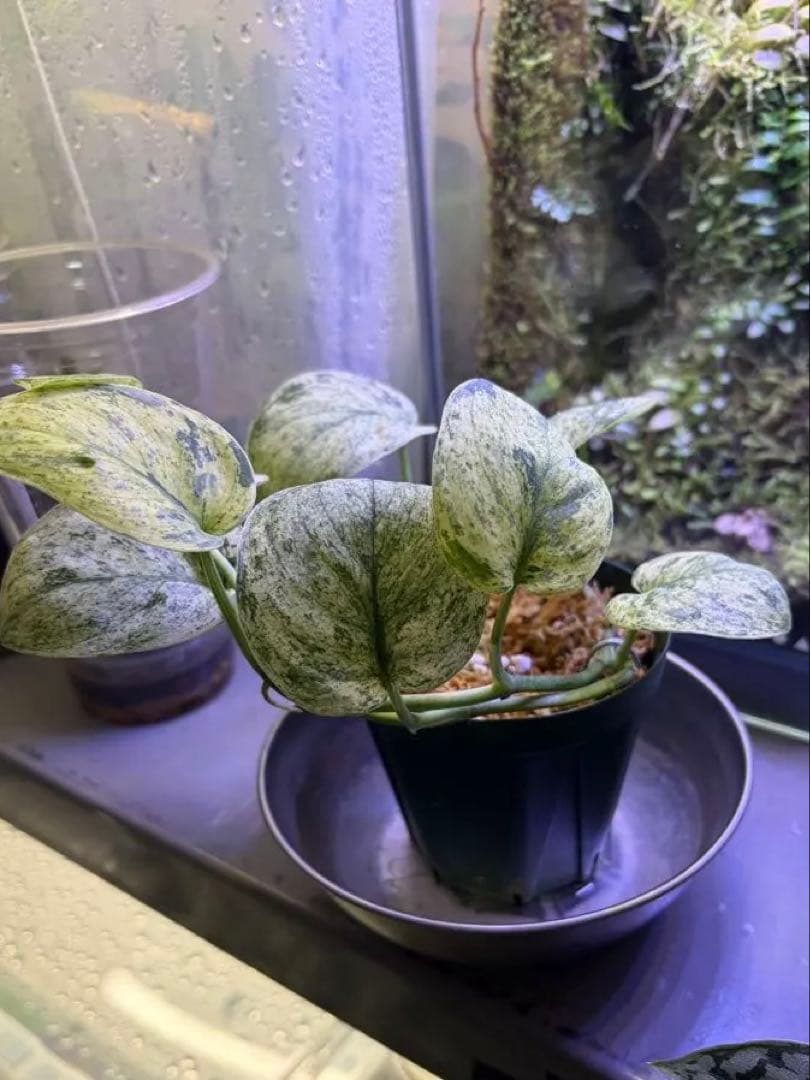 スキンダプサスsp 抹茶ラテ