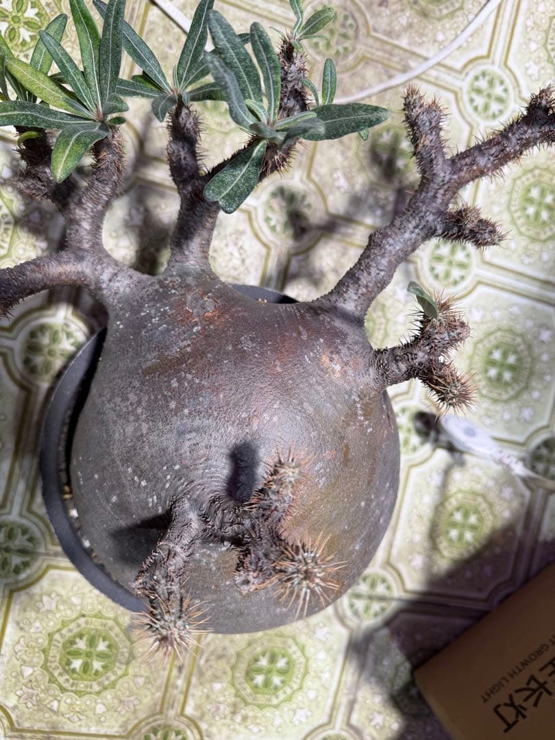 塊根植物パキポディウム グラキリス 超美株