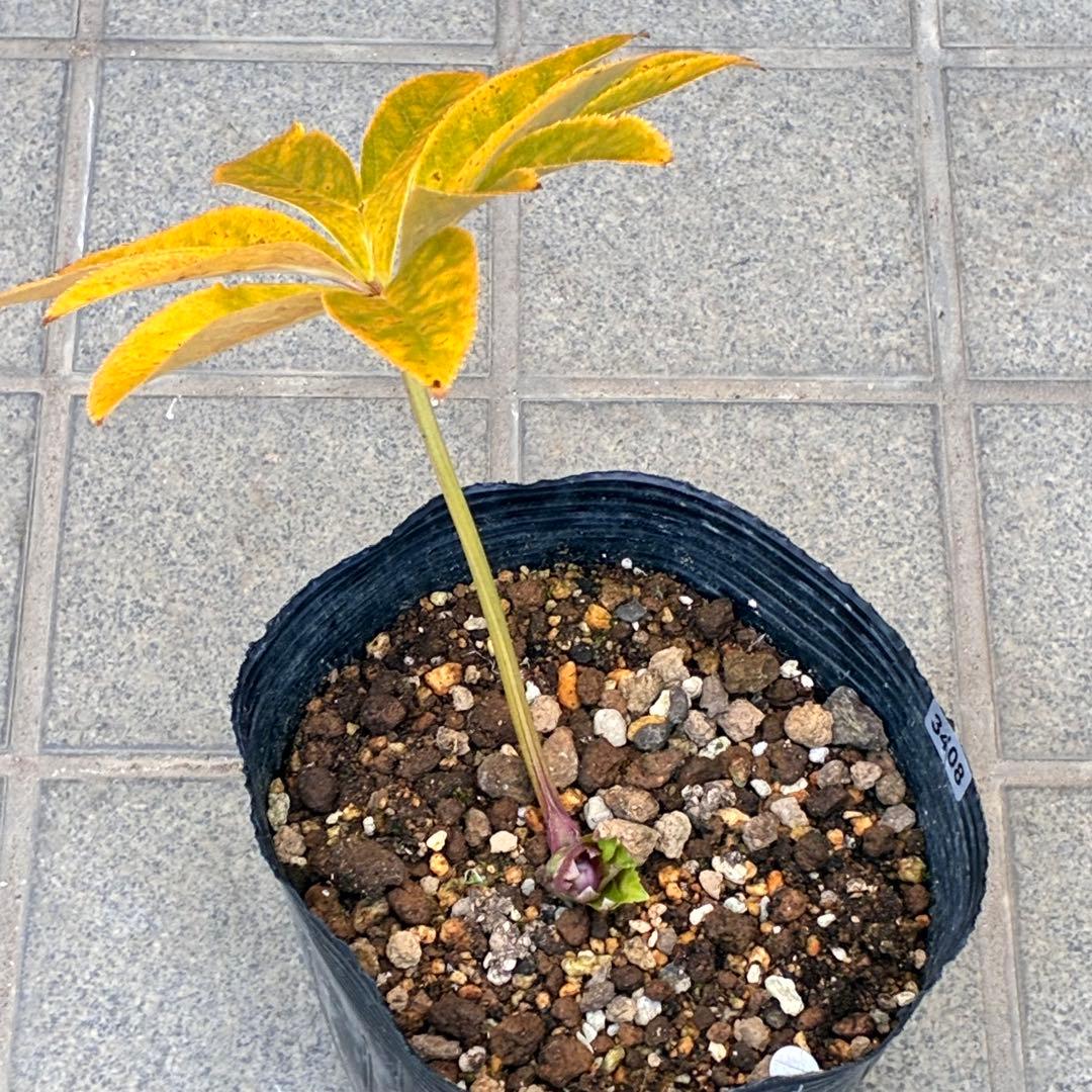 衛*様 3408☘️ラスト2☘️蕾付き☘️極上☘️⭐️ソレイユ⭐️ボリュームSD