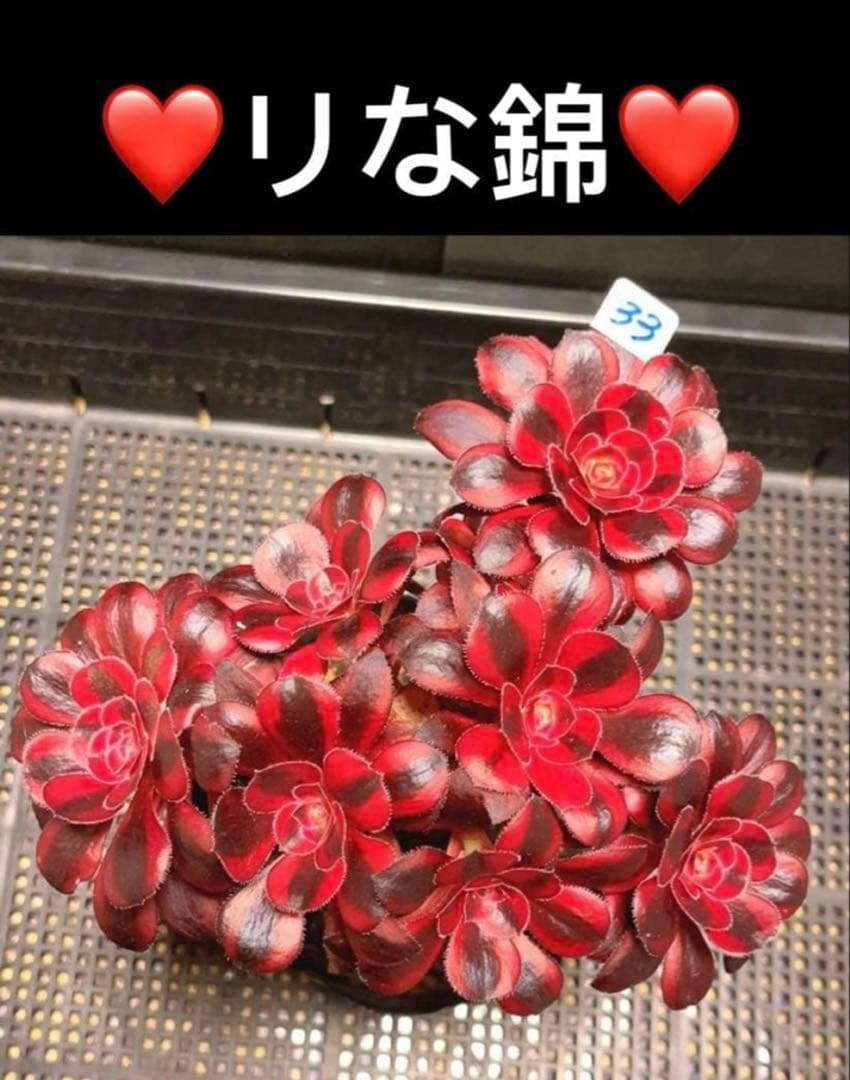 67#多肉植物アエオニウム錦❤️リな錦❤️1大頭10cm拔き苗