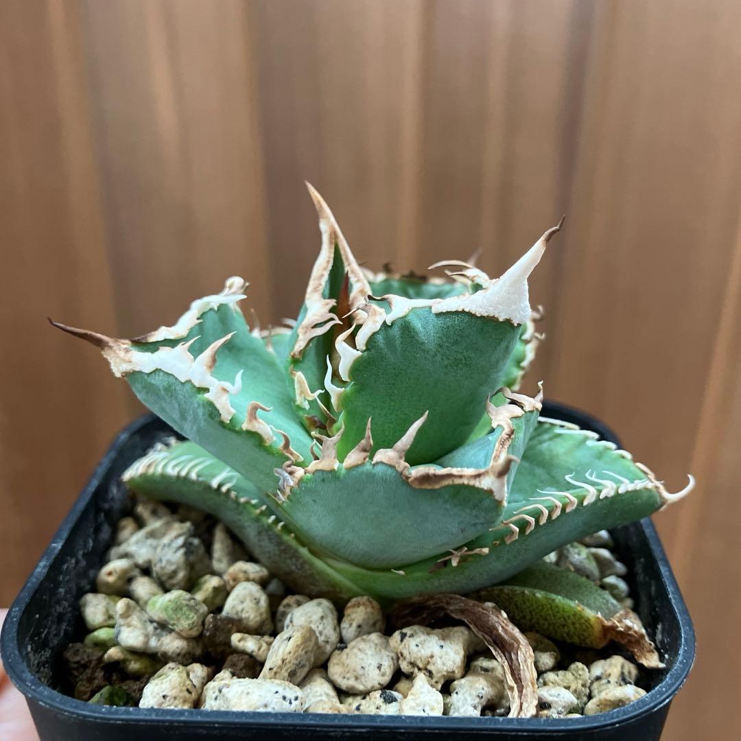 【初売りセット13】103 TC2株　アガベ　翼竜　白豪刺　太棘　鉢ごと発送