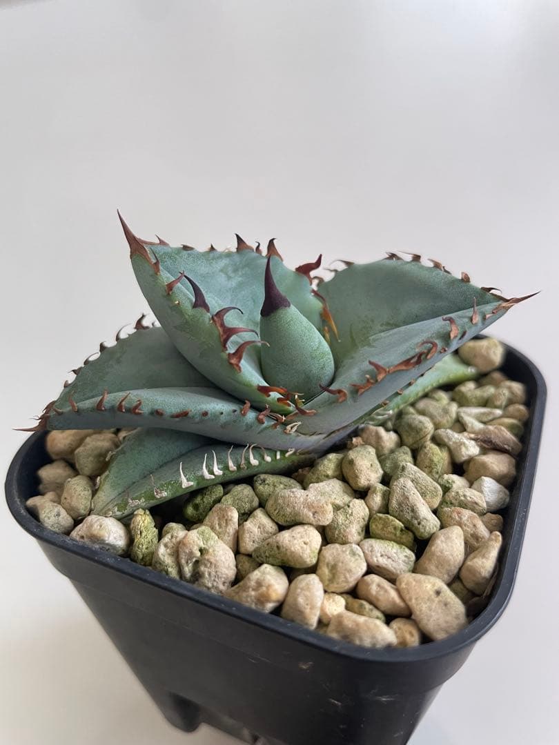 ③発根済み Hidden Agave titanota 'creep'