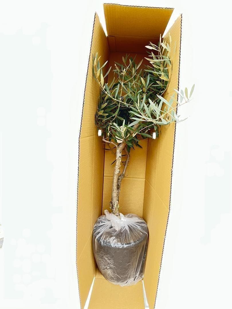 オリーブの木 バルネア 盆栽風 8号 約40cm 現品販売