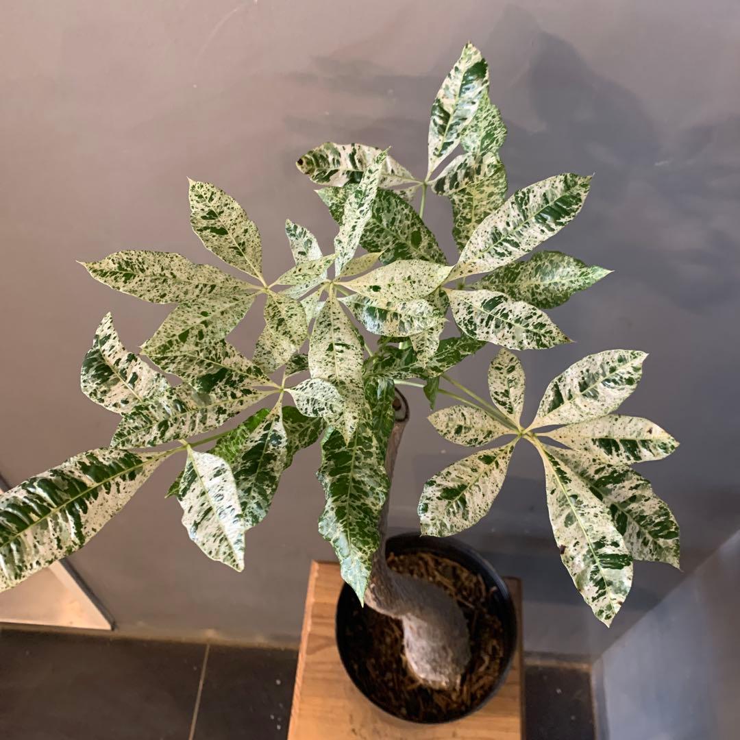 パキラ ミルキーウェイ 13