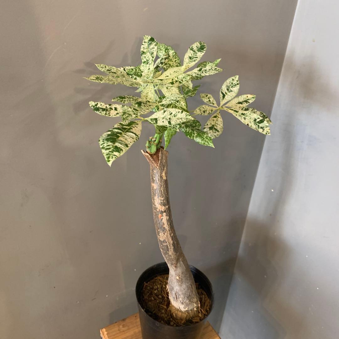 パキラ ミルキーウェイ 13