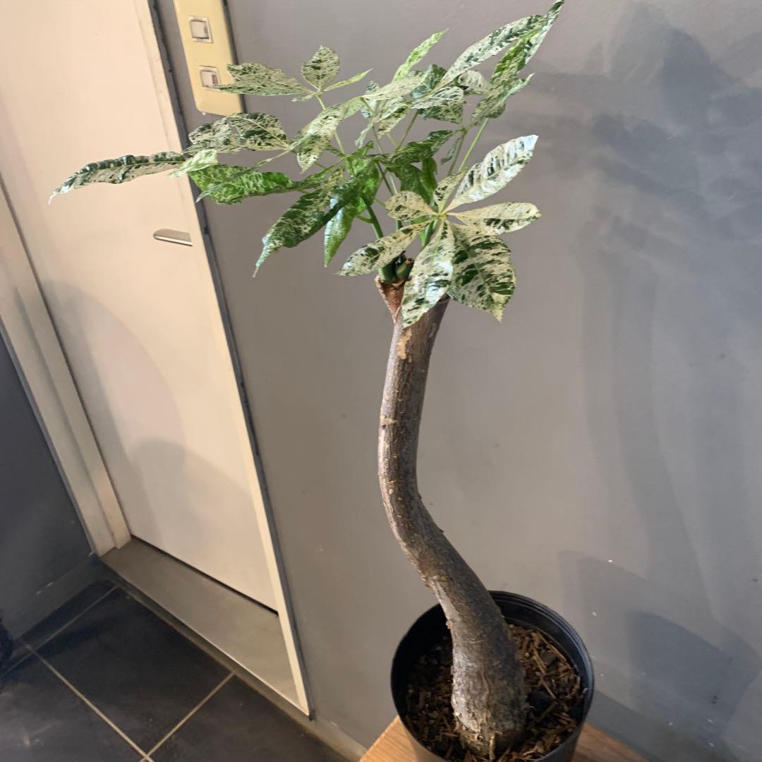 パキラ ミルキーウェイ 13