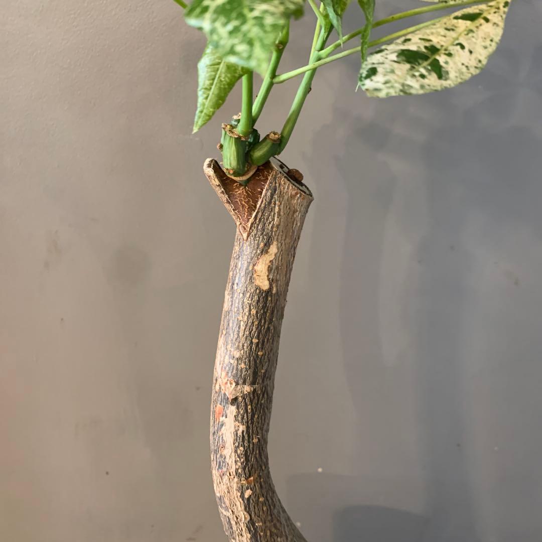 パキラ ミルキーウェイ 13