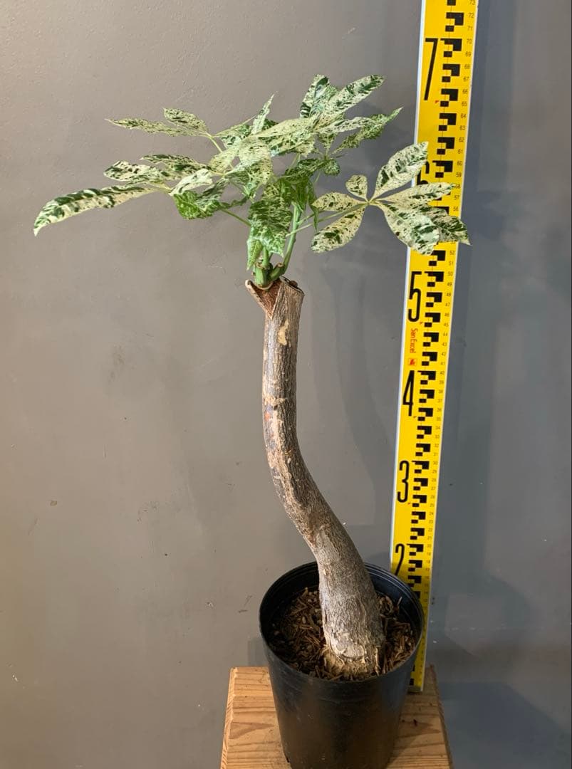 パキラ ミルキーウェイ 13