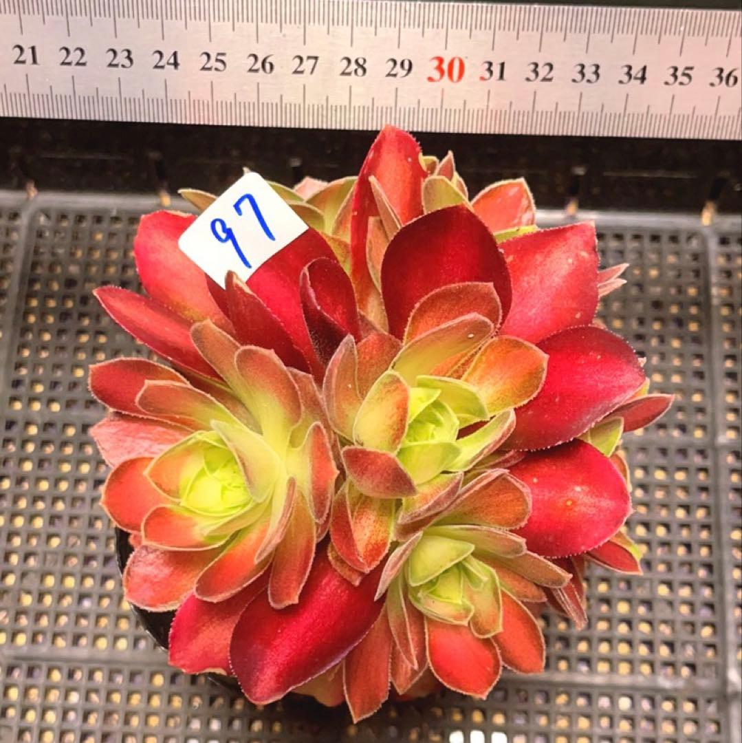 97#多肉植物アエオニウム❤️サラダボール中斑錦❤️6大頭12cm 拔き苗