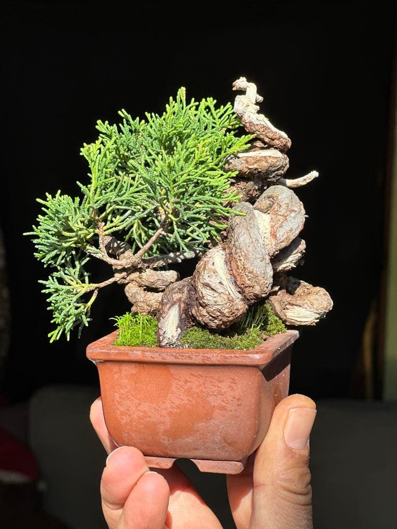真柏盆栽　樹高12cm