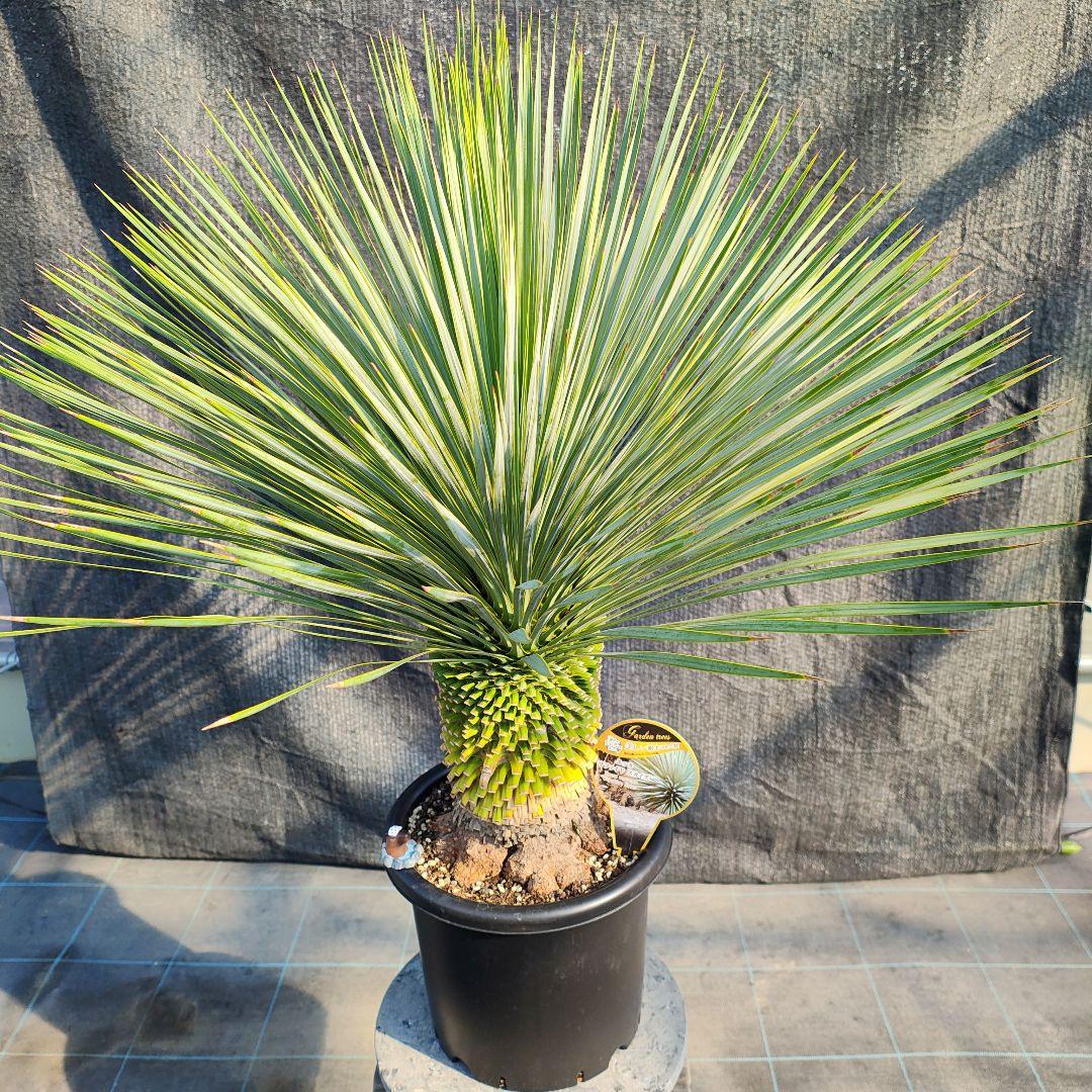 タ*ヤ様 ユッカ　サファイアスカイズ