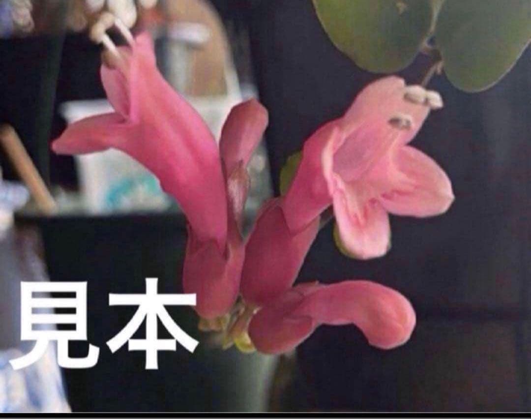 ①タイピンク　エスキナンサス　観葉植物