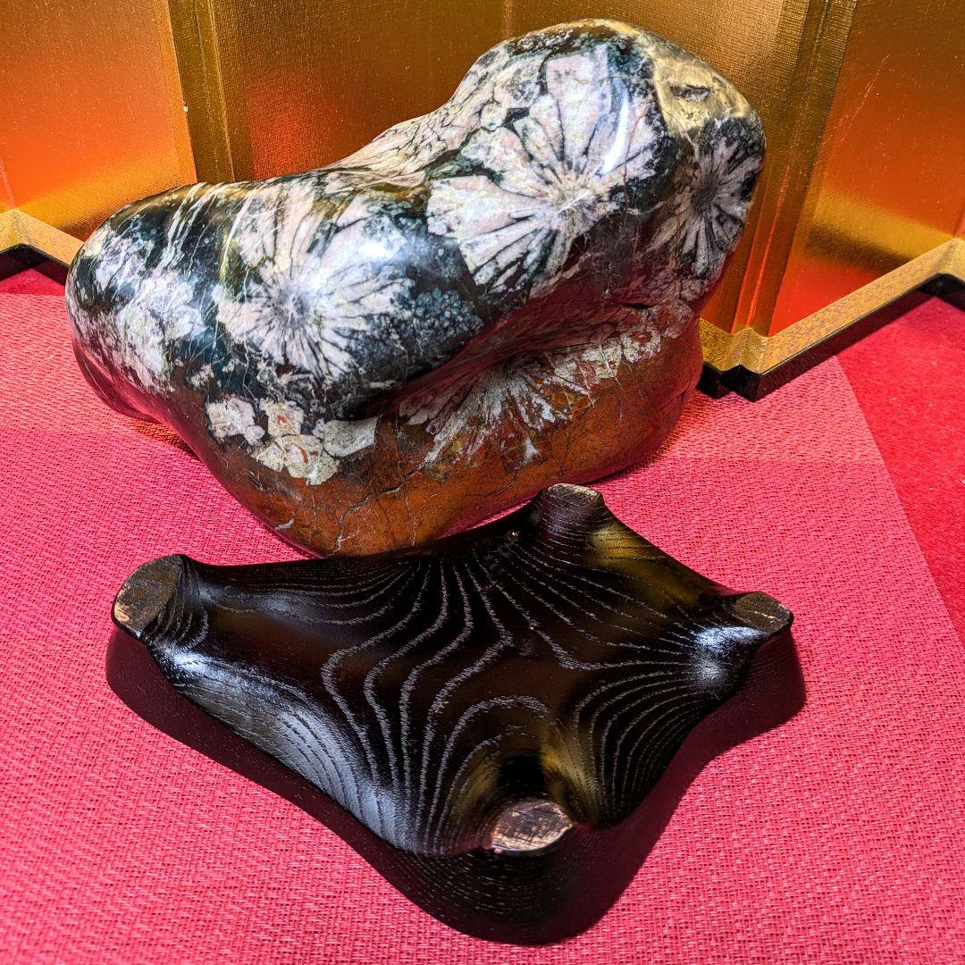 菊花石 岐阜県根尾谷産4.9㌔ 鑑賞石 観賞石 水石 盆石 天然石 三蓋松同種