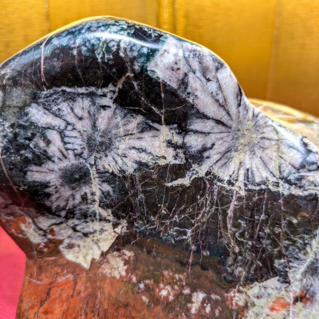 菊花石 岐阜県根尾谷産4.9㌔ 鑑賞石 観賞石 水石 盆石 天然石 三蓋松同種