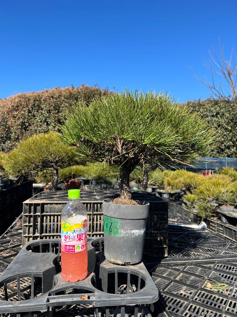 黒松盆栽　中品　樹齢約35年　106