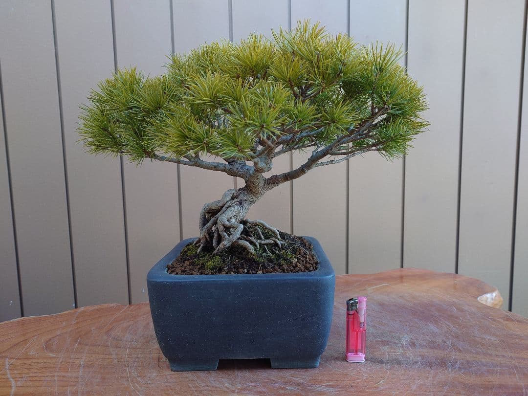 盆栽　五葉松　樹高28cm