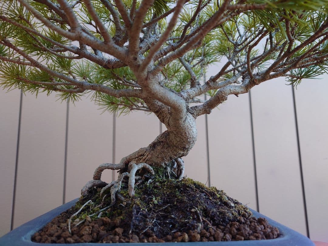 盆栽　五葉松　樹高28cm