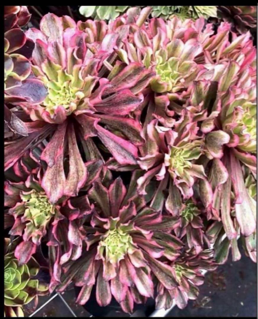 多肉植物アエオニウム錦❤️ 皺葉仙墨 ❤️状態図❤️