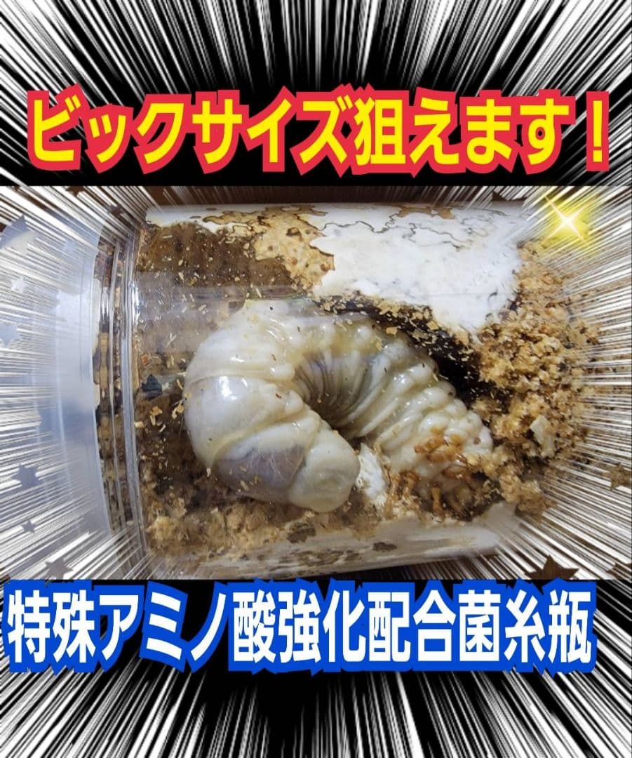 極上！カワラタケ菌糸瓶【8本】トレハロース・ローヤルゼリー配合！クワガタ全般OK