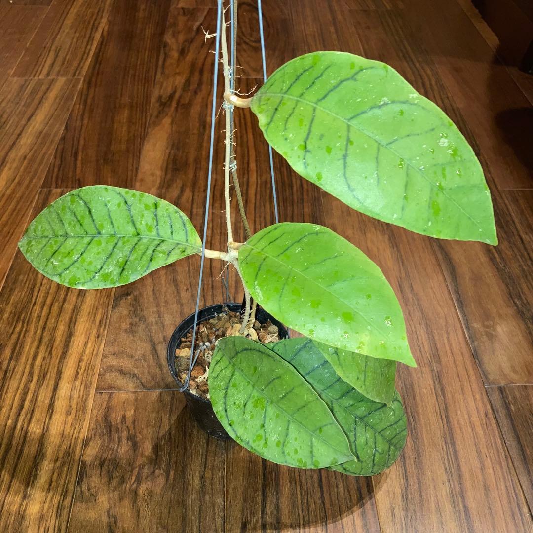 ホヤ カリストフィラ ジャイアント【現品・鉢付・タグ付・メルカリ便】サクララン