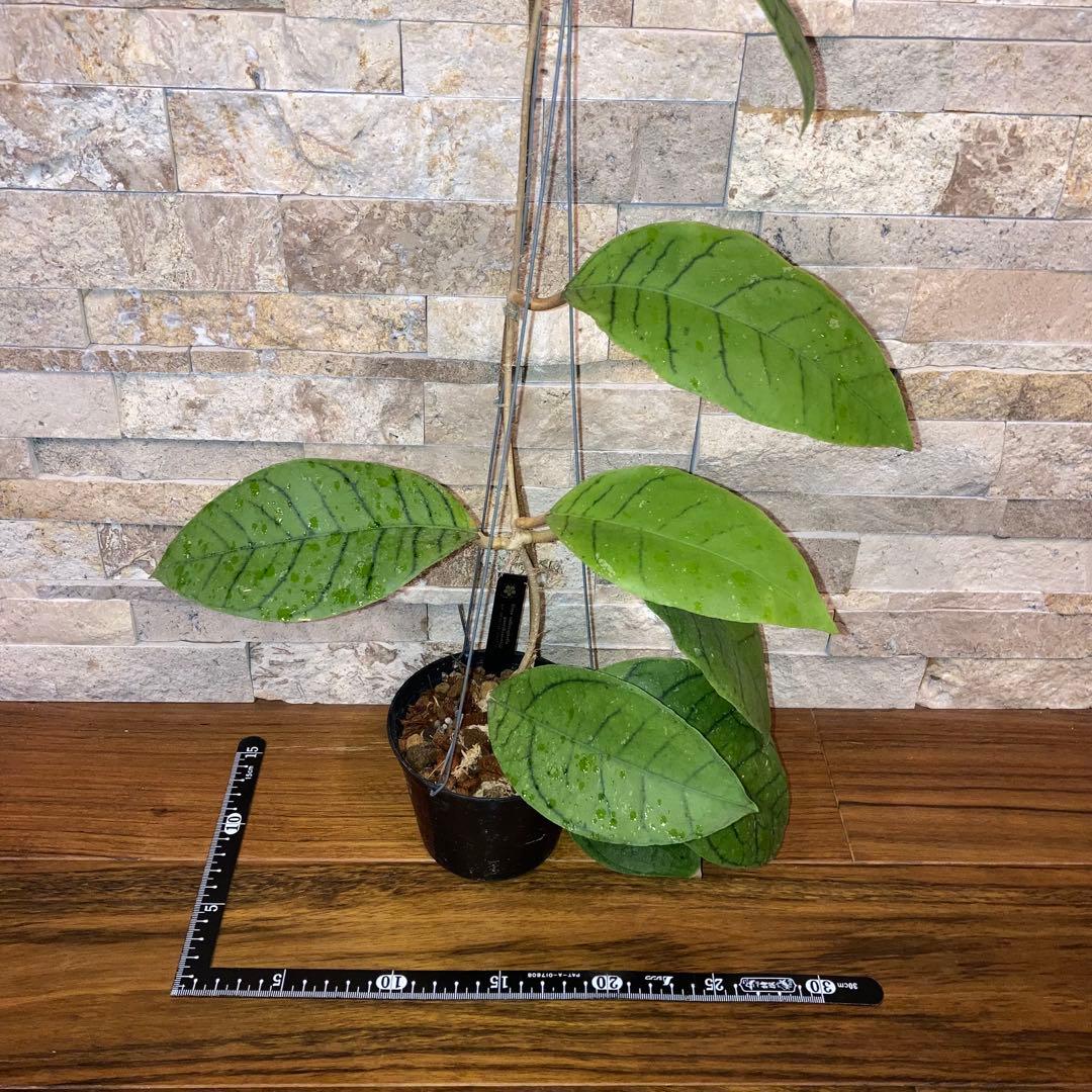 ホヤ カリストフィラ ジャイアント【現品・鉢付・タグ付・メルカリ便】サクララン