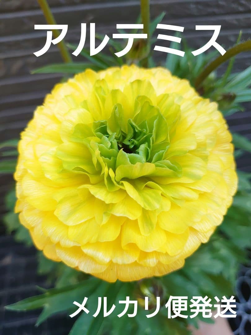 ラナンキュラスラックス　アルテミスII　変わり咲き　開花鉢