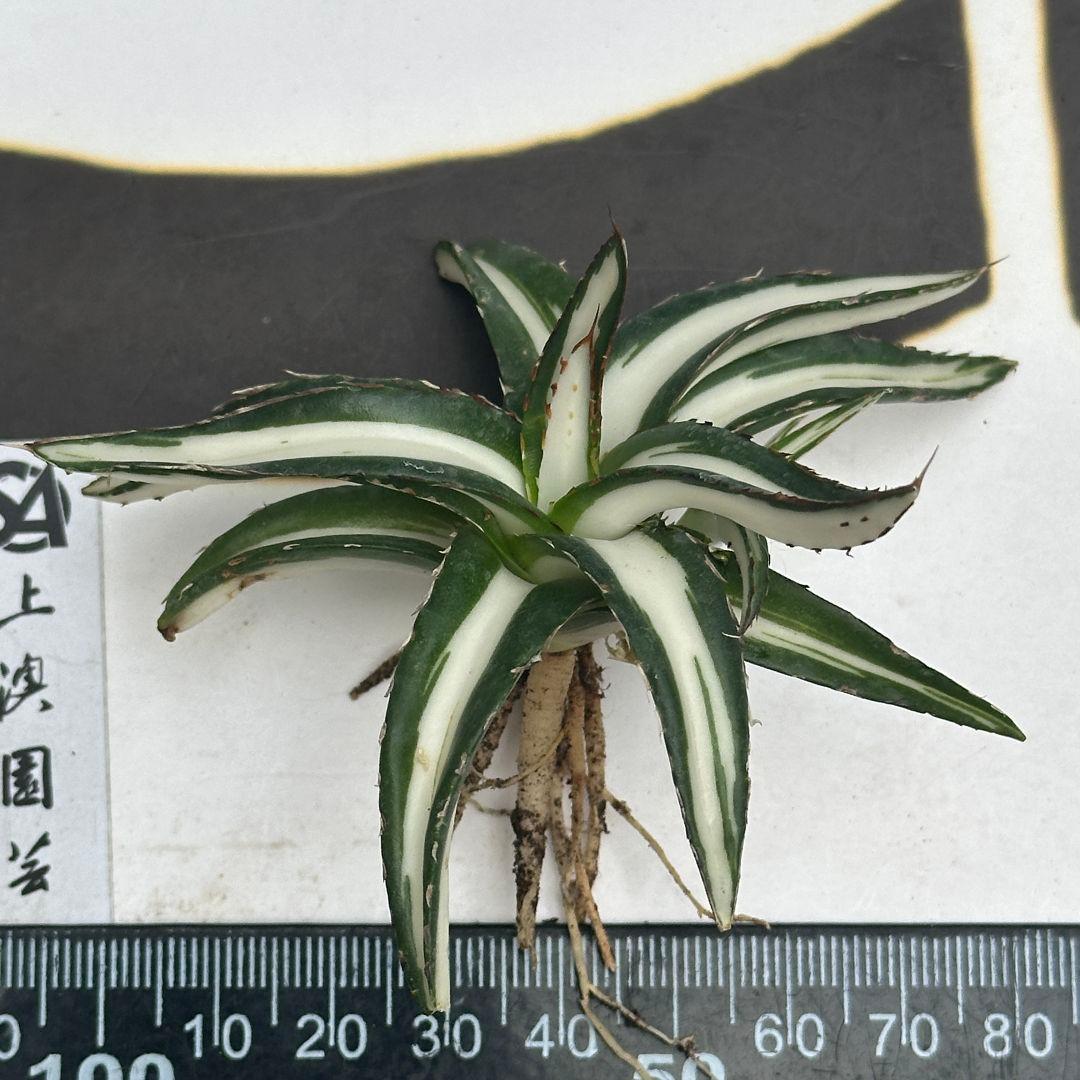 M*u様 3【上澳園芸】氷山白中斑 SSS級 極上斑入り白中斑錦 鮮明錦 （永久