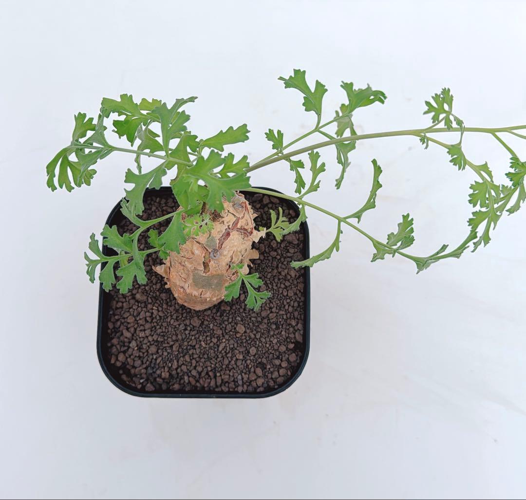 ペラルゴニウム　パラビフローラム