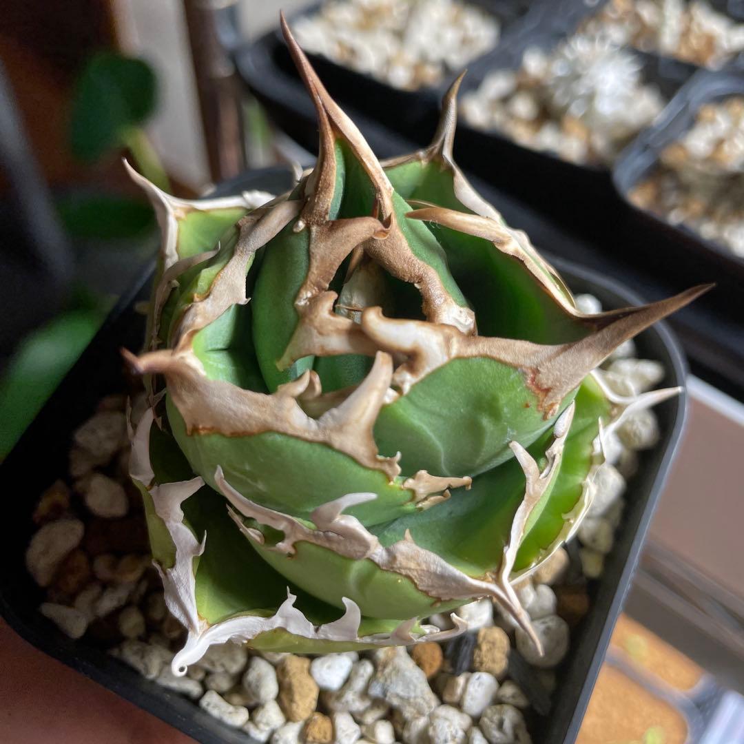 子株付き　親株出品　アガベ　チタノタ　COK CG01 追星　中株