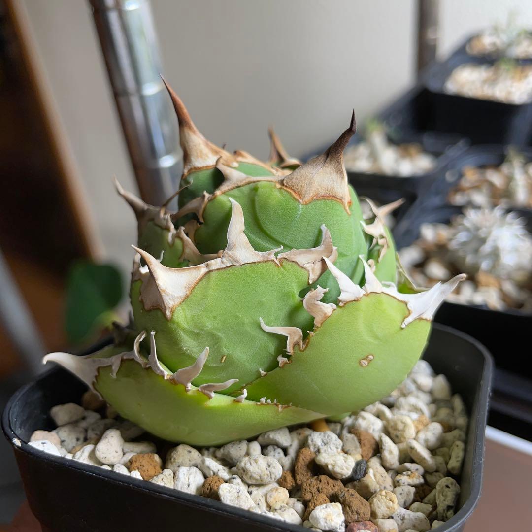 子株付き　親株出品　アガベ　チタノタ　COK CG01 追星　中株